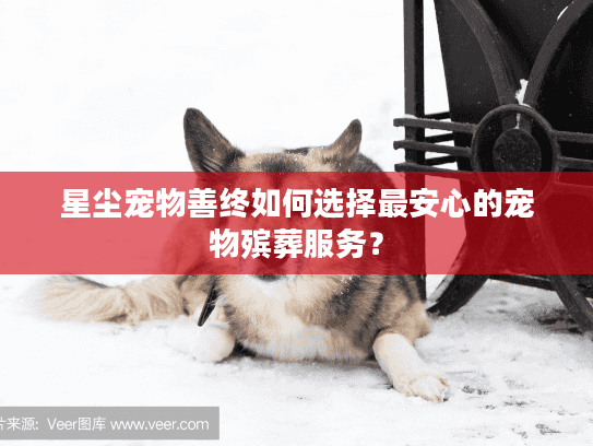 星尘宠物善终如何选择最安心的宠物殡葬服务？