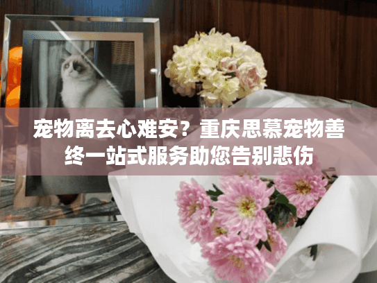 宠物离去心难安？重庆思慕宠物善终一站式服务助您告别悲伤