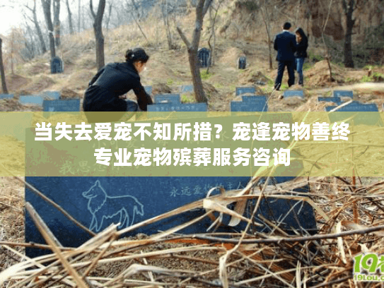 当失去爱宠不知所措？宠逢宠物善终专业宠物殡葬服务咨询