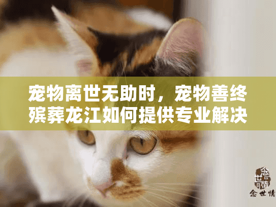 宠物离世无助时，宠物善终殡葬龙江如何提供专业解决方案？