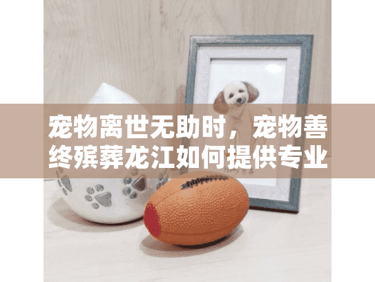 宠物离世无助时，宠物善终殡葬龙江如何提供专业解决方案？