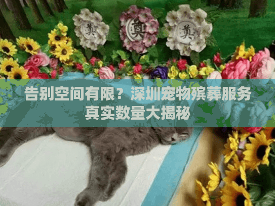 告别空间有限？深圳宠物殡葬服务真实数量大揭秘
