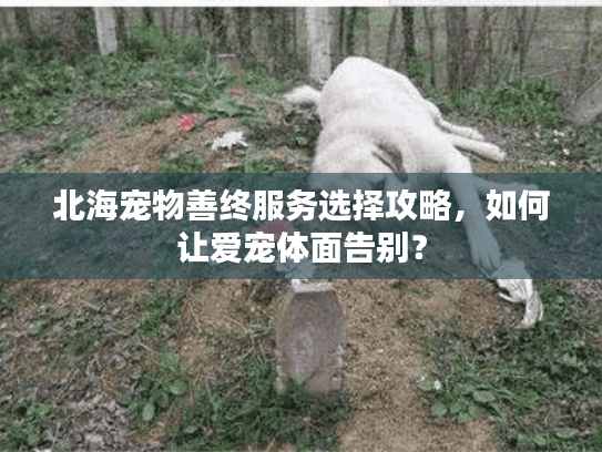 北海宠物善终服务选择攻略，如何让爱宠体面告别？