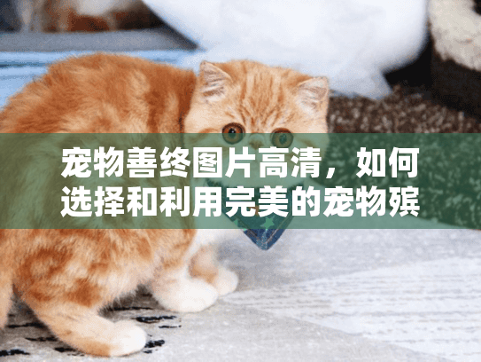 宠物善终图片高清，如何选择和利用完美的宠物殡葬服务仪式记录？