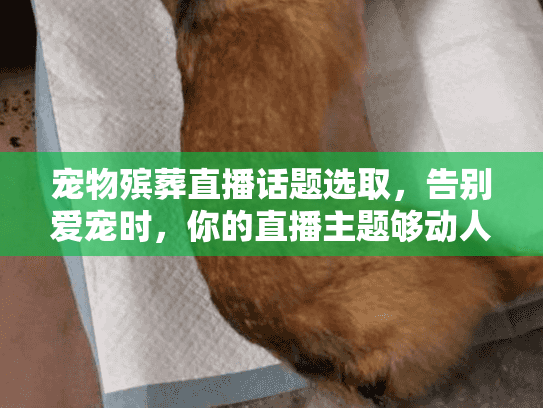 宠物殡葬直播话题选取,告别爱宠时,你的直播主题够动人吗? 宠物殡葬直播话题选取,告别爱宠时,你的直播主题够动人吗?