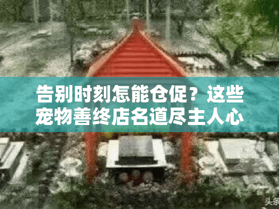 告别时刻怎能仓促？这些宠物善终店名道尽主人心声