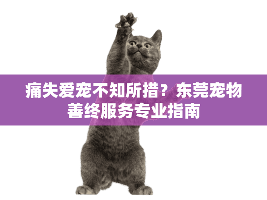 痛失爱宠不知所措？东莞宠物善终服务专业指南