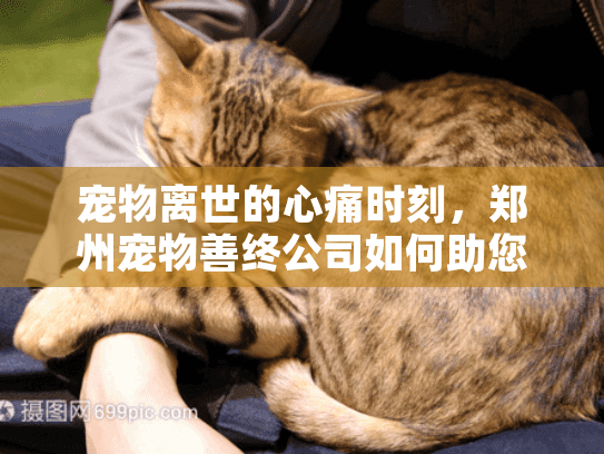 宠物离世的心痛时刻，郑州宠物善终公司如何助您告别爱宠？