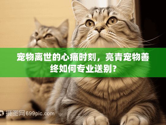 宠物离世的心痛时刻，亮青宠物善终如何专业送别？