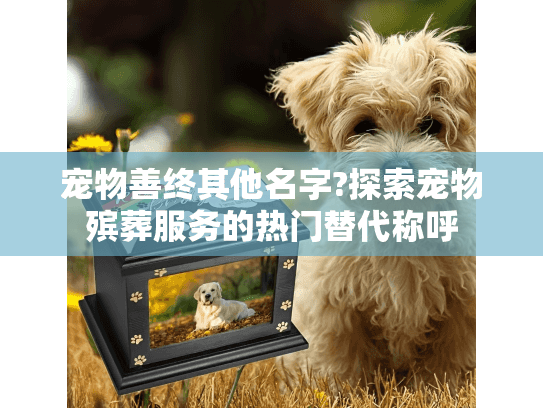 宠物善终其他名字?探索宠物殡葬服务的热门替代称呼