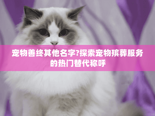 宠物善终其他名字?探索宠物殡葬服务的热门替代称呼