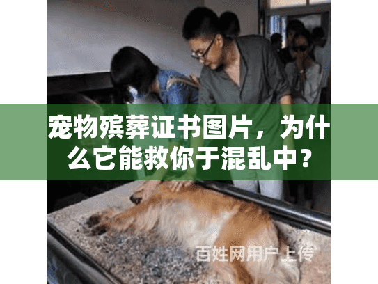 宠物殡葬证书图片，为什么它能救你于混乱中？
