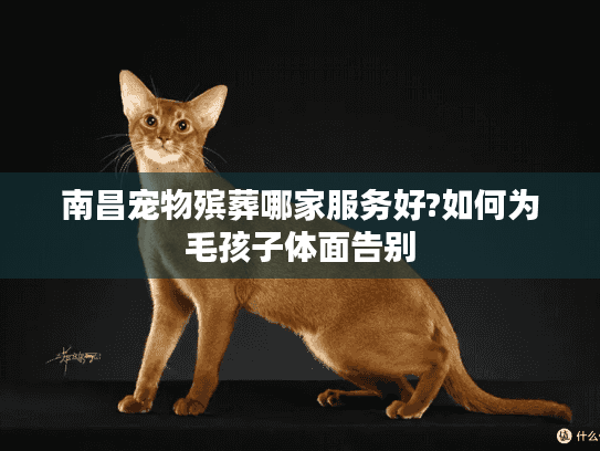 南昌宠物殡葬哪家服务好?如何为毛孩子体面告别