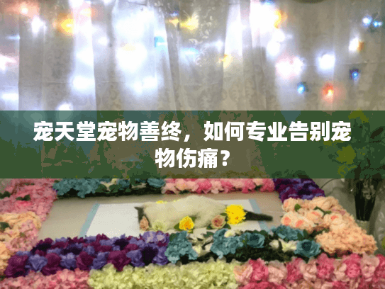 宠天堂宠物善终，如何专业告别宠物伤痛？