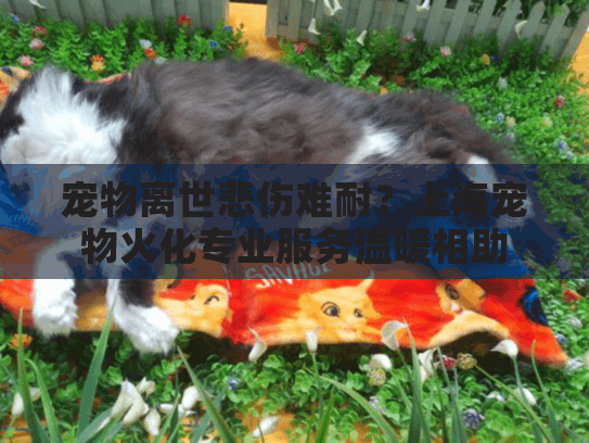 宠物离世悲伤难耐？上海宠物火化专业服务温暖相助