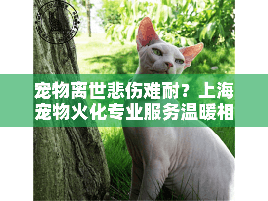 宠物离世悲伤难耐？上海宠物火化专业服务温暖相助