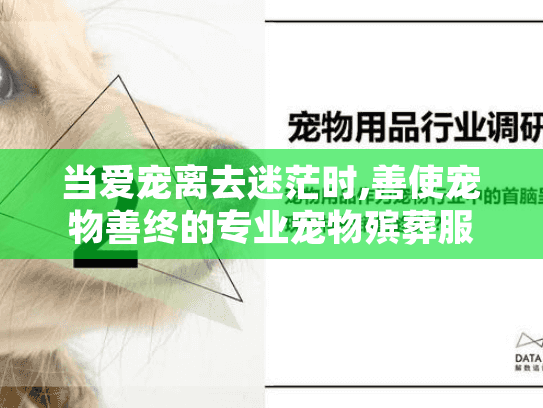 当爱宠离去迷茫时,善使宠物善终的专业宠物殡葬服务能帮您吗?