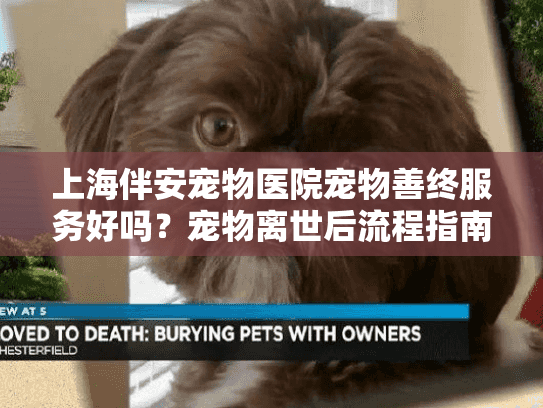 上海伴安宠物医院宠物善终服务好吗？宠物离世后流程指南及费用解析