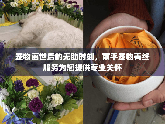 宠物离世后的无助时刻，南平宠物善终服务为您提供专业关怀