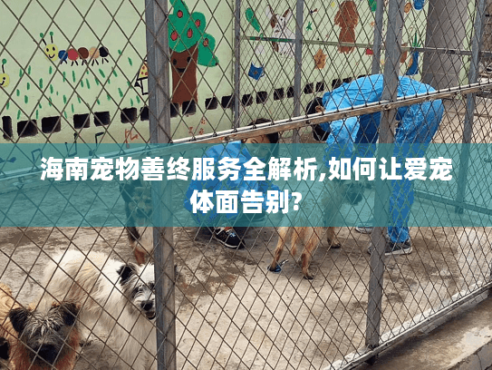 海南宠物善终服务全解析,如何让爱宠体面告别?