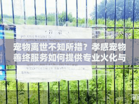 宠物离世不知所措？孝感宠物善终服务如何提供专业火化与安葬？