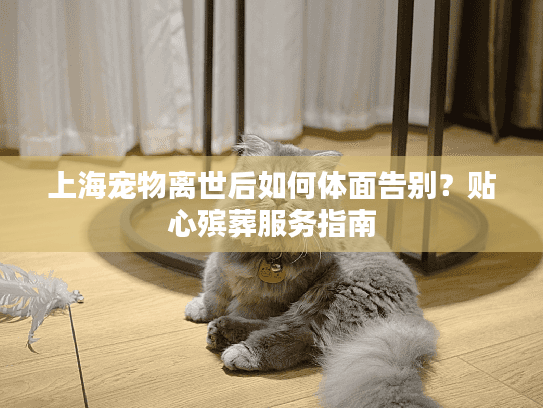上海宠物离世后如何体面告别？贴心殡葬服务指南