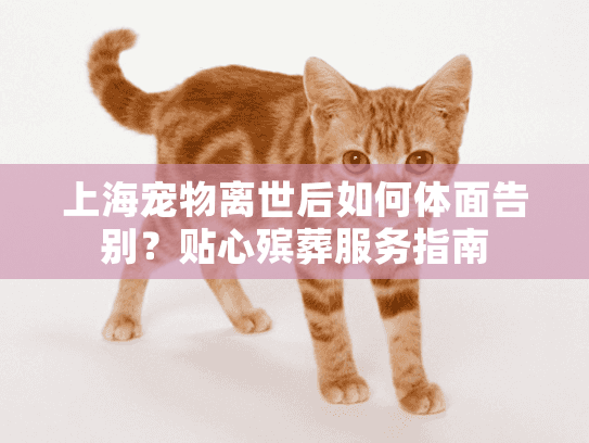 上海宠物离世后如何体面告别？贴心殡葬服务指南