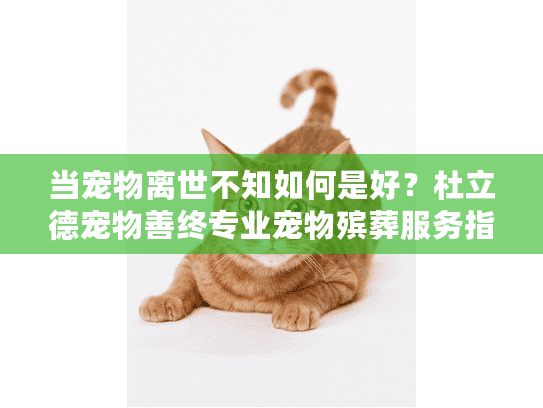 当宠物离世不知如何是好？杜立德宠物善终专业宠物殡葬服务指南