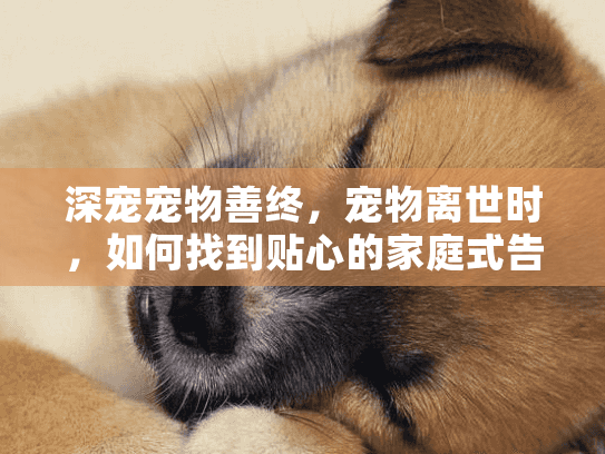 深宠宠物善终，宠物离世时，如何找到贴心的家庭式告别服务？