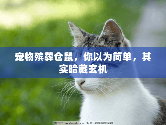 宠物殡葬仓鼠,你以为简单,其实暗藏玄机 宠物殡葬仓鼠,你以为简单,其实暗藏玄机