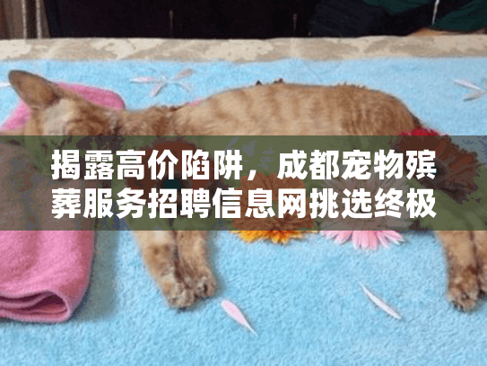 揭露高价陷阱,成都宠物殡葬服务招聘信息网挑选终极秘籍 揭露高价陷阱,成都宠物殡葬服务招聘信息网挑选终极秘籍