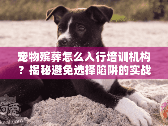 宠物殡葬怎么入行培训机构？揭秘避免选择陷阱的实战方法