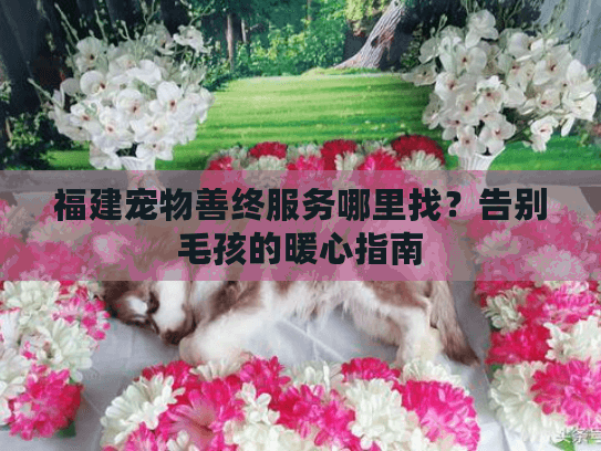 福建宠物善终服务哪里找？告别毛孩的暖心指南