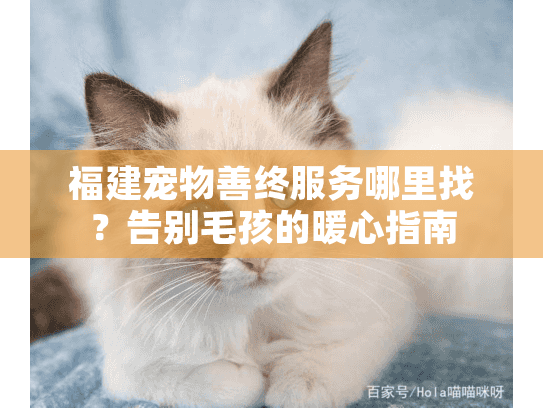 福建宠物善终服务哪里找？告别毛孩的暖心指南