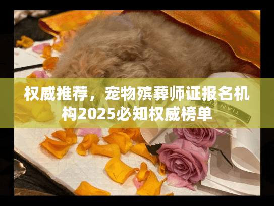 权威推荐，宠物殡葬师证报名机构2025必知权威榜单