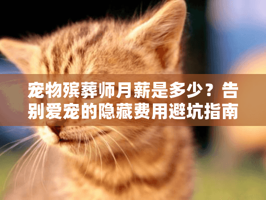 宠物殡葬师月薪是多少？告别爱宠的隐藏费用避坑指南