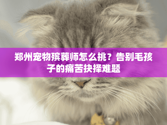 郑州宠物殡葬师怎么挑？告别毛孩子的痛苦抉择难题