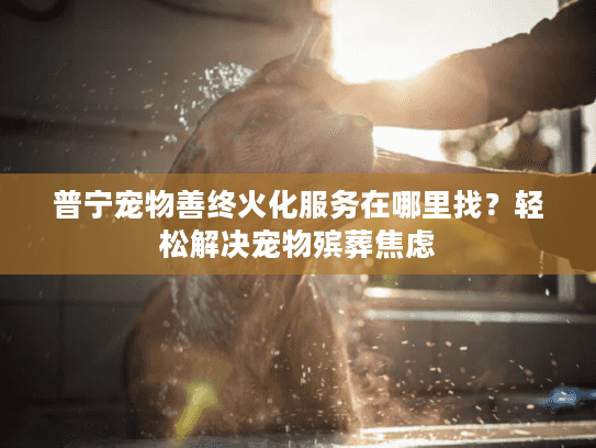 普宁宠物善终火化服务在哪里找？轻松解决宠物殡葬焦虑