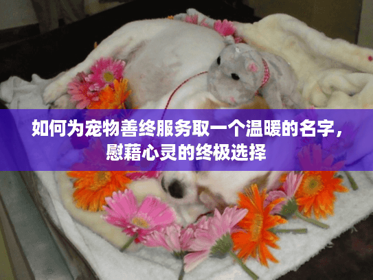 如何为宠物善终服务取一个温暖的名字，慰藉心灵的终极选择