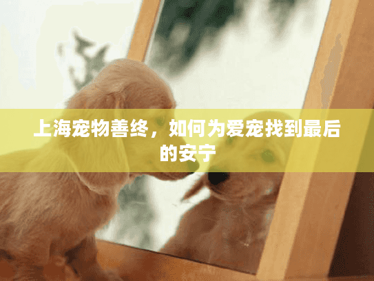 上海宠物善终，如何为爱宠找到最后的安宁