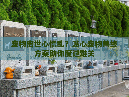 宠物离世心慌乱？贴心宠物善终方案助你度过难关
