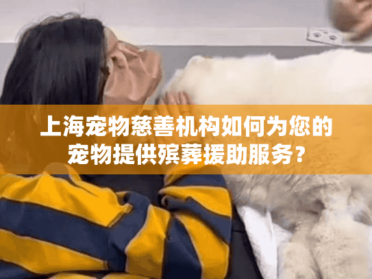 上海宠物慈善机构如何为您的宠物提供殡葬援助服务？
