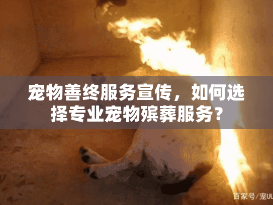 宠物善终服务宣传，如何选择专业宠物殡葬服务？