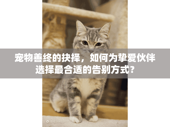 宠物善终的抉择，如何为挚爱伙伴选择最合适的告别方式？