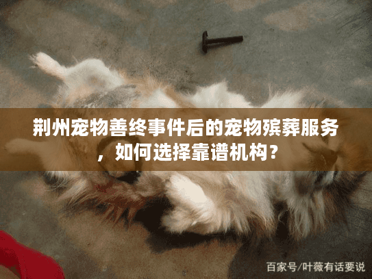 荆州宠物善终事件后的宠物殡葬服务，如何选择靠谱机构？