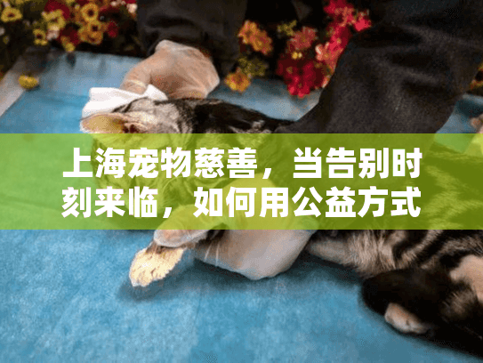 上海宠物慈善，当告别时刻来临，如何用公益方式安葬爱宠？