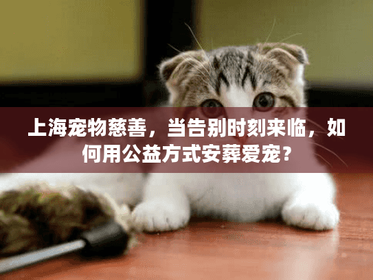 上海宠物慈善，当告别时刻来临，如何用公益方式安葬爱宠？