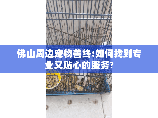 佛山周边宠物善终:如何找到专业又贴心的服务?