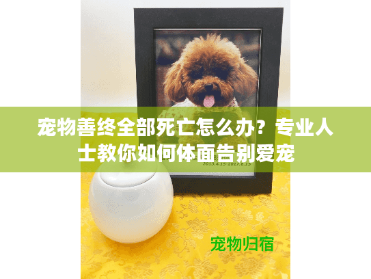 宠物善终全部死亡怎么办？专业人士教你如何体面告别爱宠