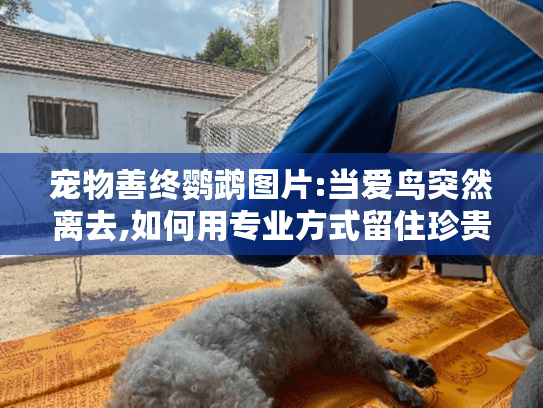 宠物善终鹦鹉图片:当爱鸟突然离去,如何用专业方式留住珍贵影像?
